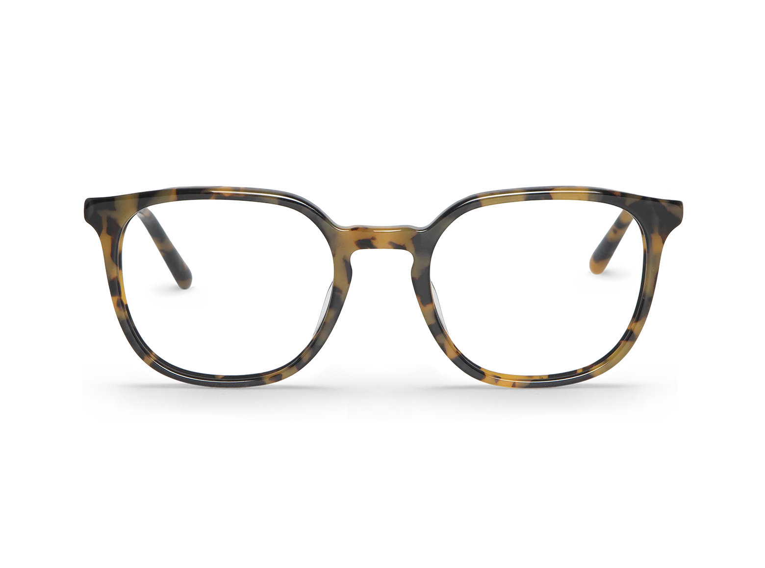 HC Tortoise THEODORE
